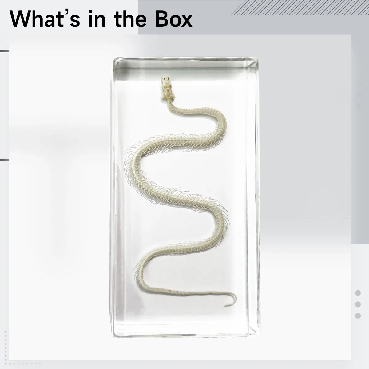 Esemplare di scheletro di serpente in blocco acrilico, modello serpente in vera resina, decorazione decorativa a serpente, strumento educativo