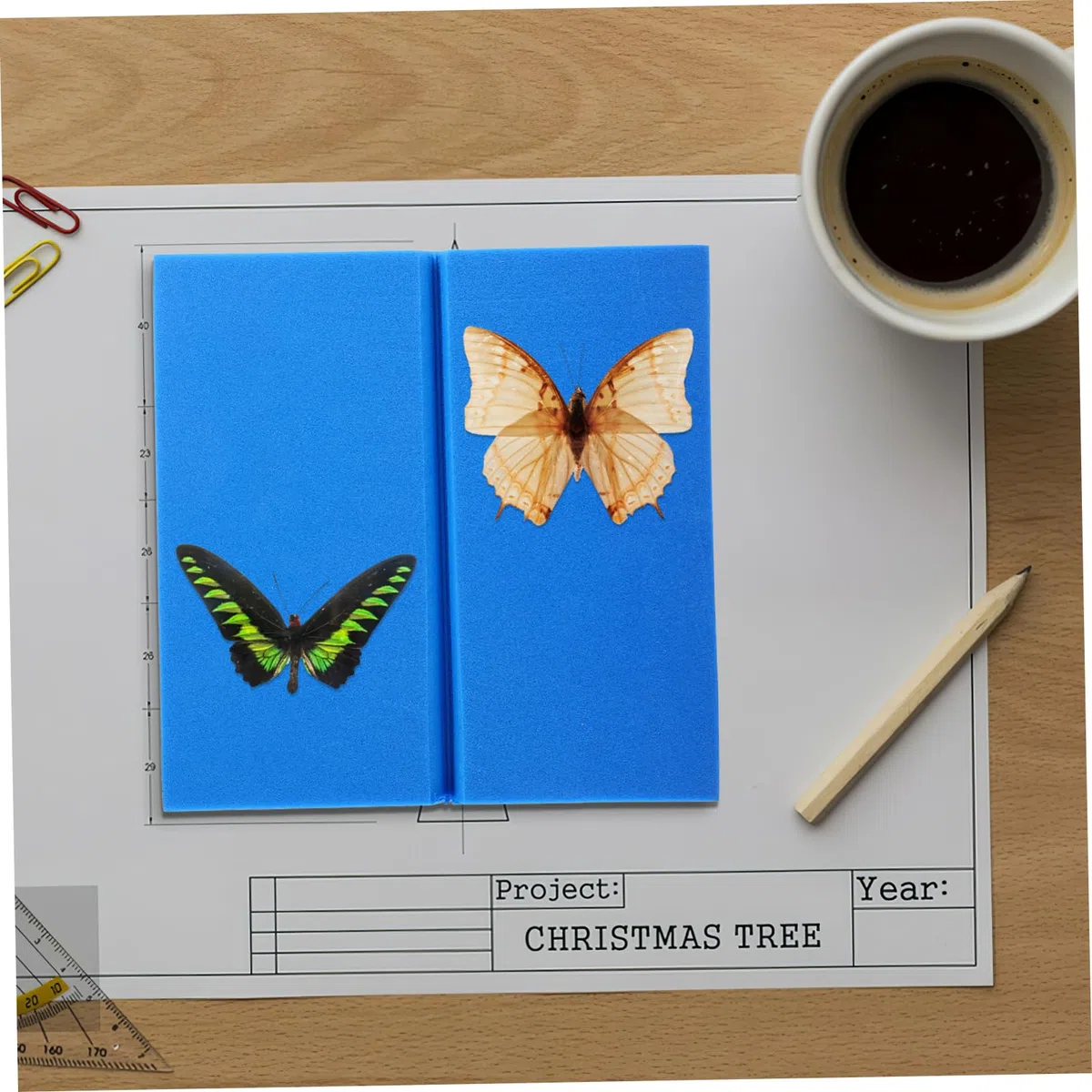 iplusmile 3pezzi Per Insetti Per Esposizione Per Per Pinning Insetti Kit Per Collezionisti Specimen