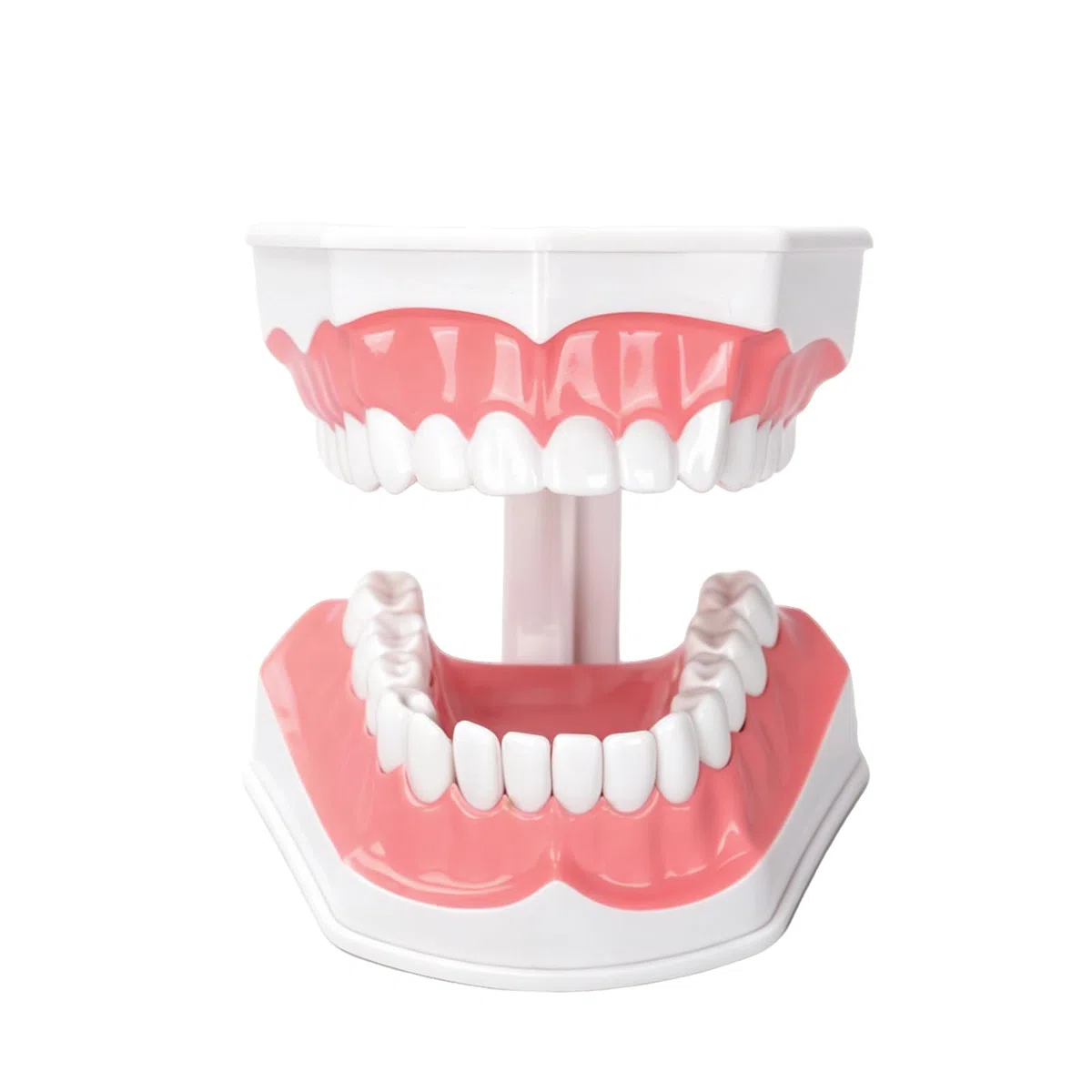 Ultrassist, modello dentale ideale per spazzolare i denti dentali per bambini, 2 volte ingrandire, include spazzolino per studio anatomico dei denti dentali, educazione orale