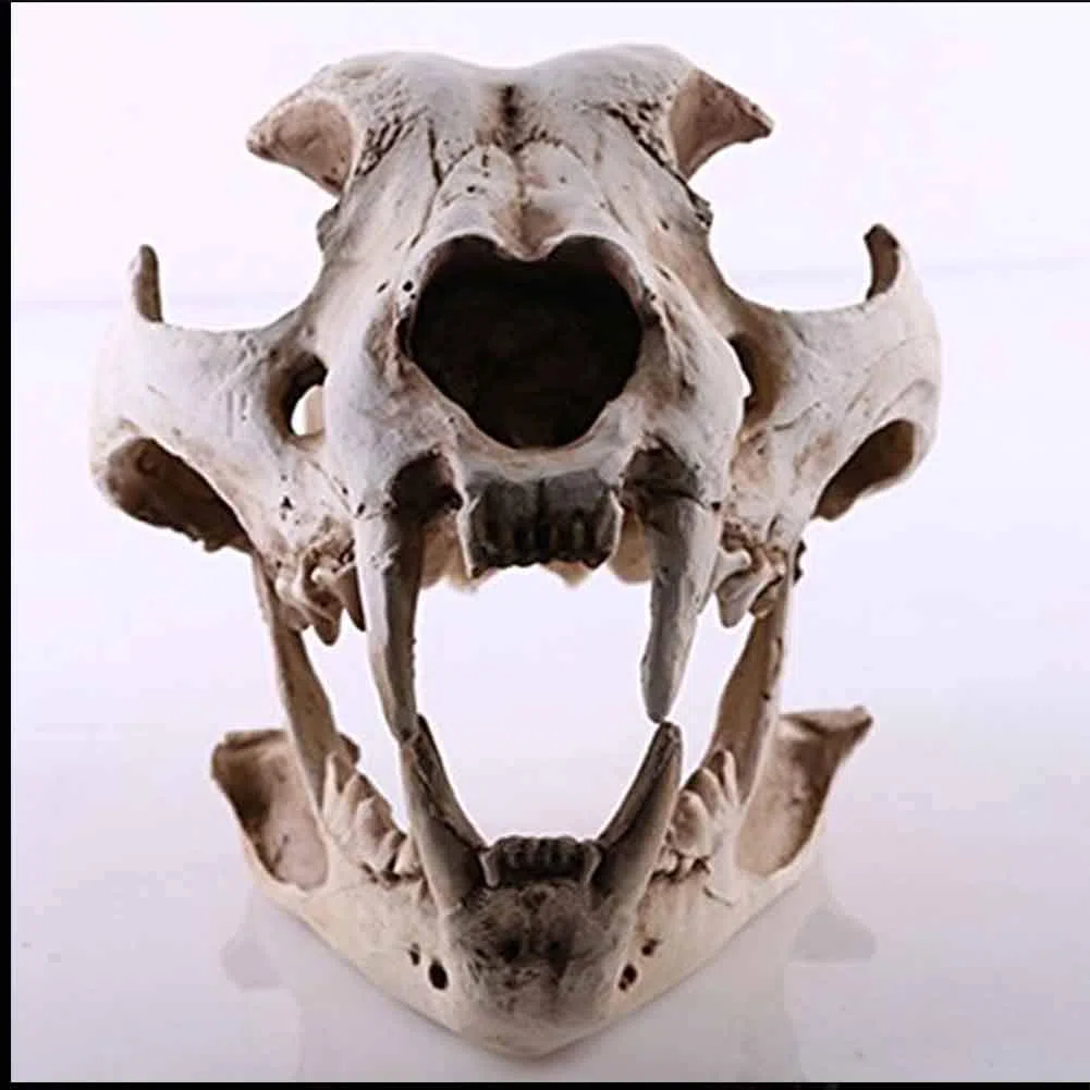 Modello di Ossa finte di Teschio di Cane - Modelli anatomici Animali Forniture educative, Modello didattico per visualizzazione di studi veterinari - Strumento didattico Ornamento per la casa per l