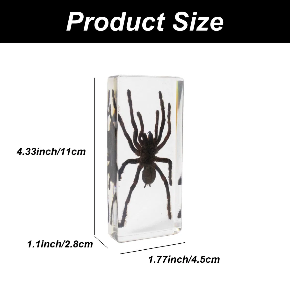 DRXRD Esemplare di Ragno in Resina, Tassidermia di Vera Tarantola ad Alta Trasparenza, Amber Spider Home Decor, per L'aula di Scienze e la Collezione