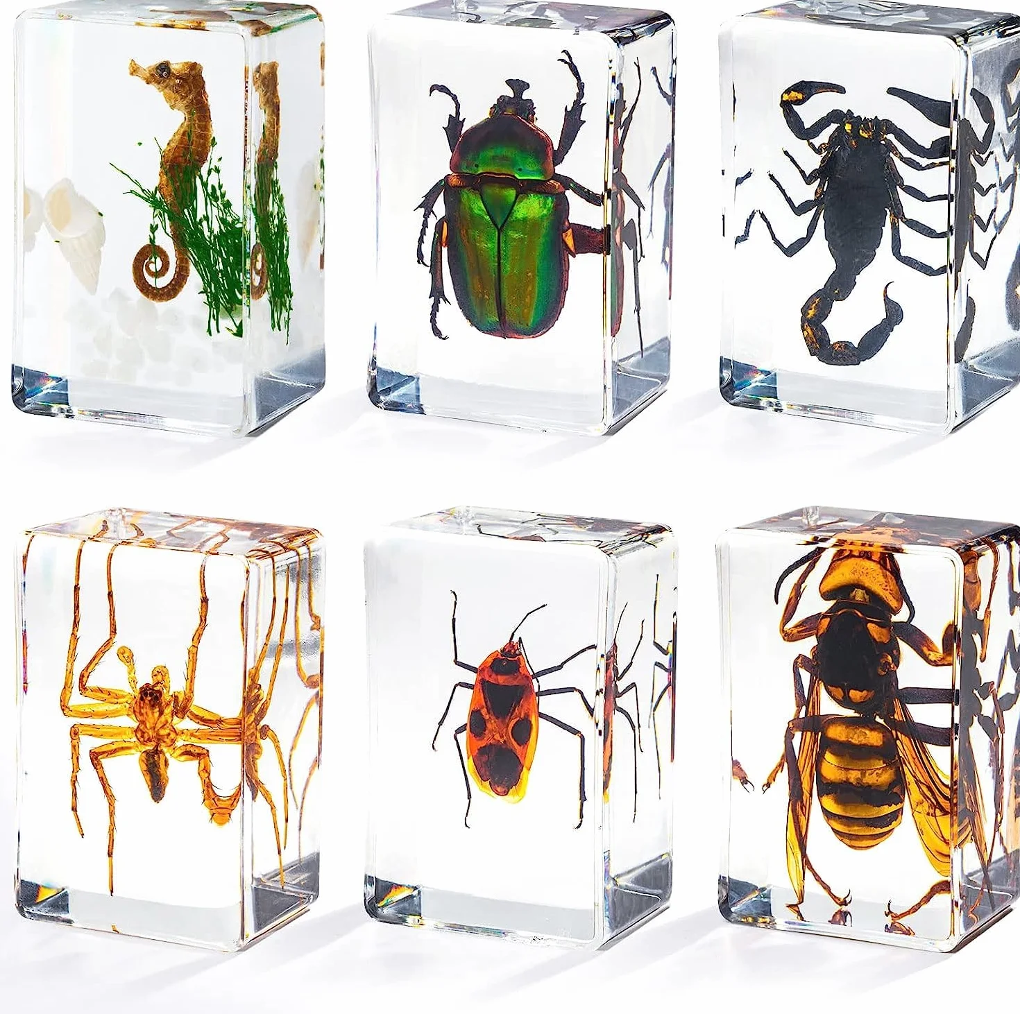 Campione di insetti in resina, collezione di insetti, fermacarte per bambini, vero insetto, conservato in resina, per giocattoli educativi scientifici, scrivania per ufficio, articoli natalizi (6