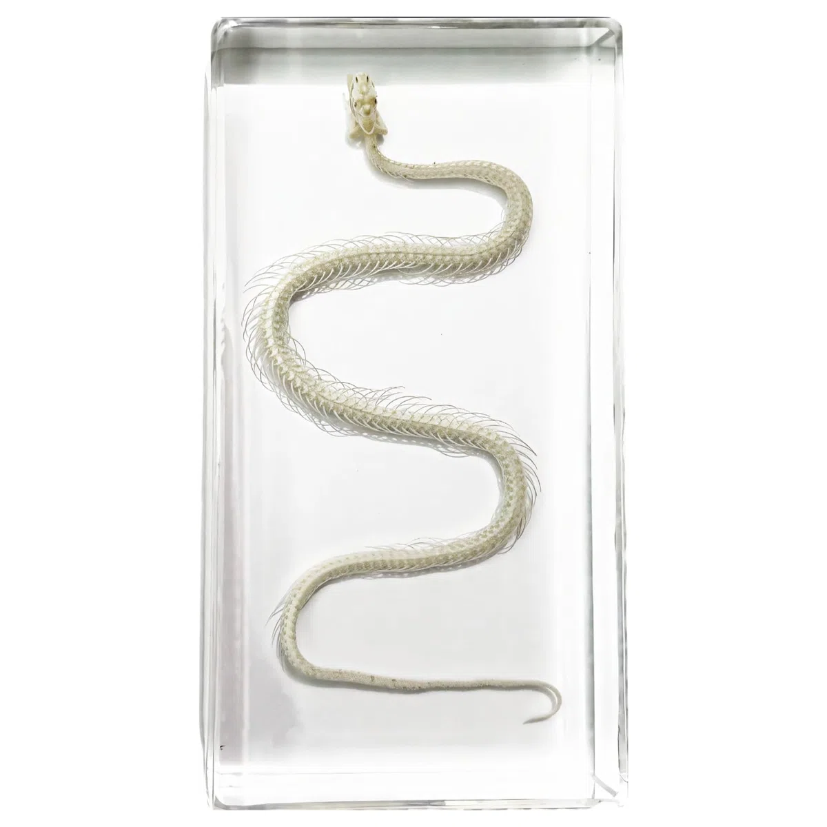 Esemplare di scheletro di serpente in blocco acrilico, modello serpente in vera resina, decorazione decorativa a serpente, strumento educativo