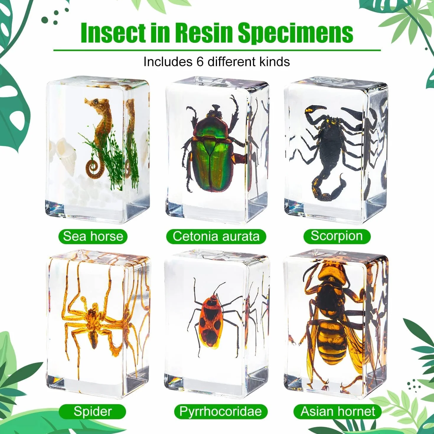 Campione di insetti in resina, collezione di insetti, fermacarte per bambini, vero insetto, conservato in resina, per giocattoli educativi scientifici, scrivania per ufficio, articoli natalizi (6