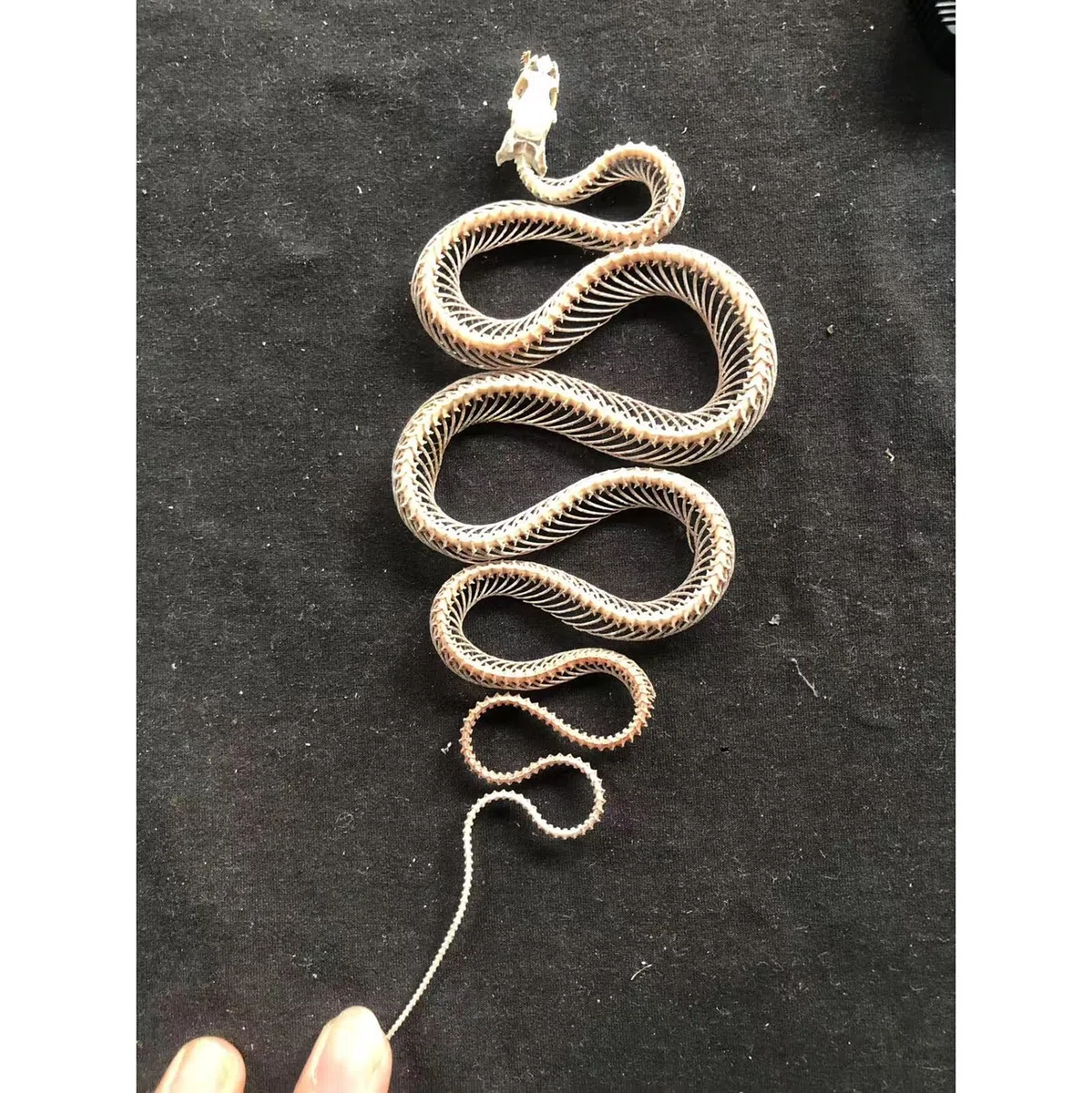 Modello di Scheletro di Serpente - tassidermia Vero Esemplare di Scheletro di Serpente - Forniture per tassidermia per l'educazione scientifica, Regali di Natale, Regalo Speciale