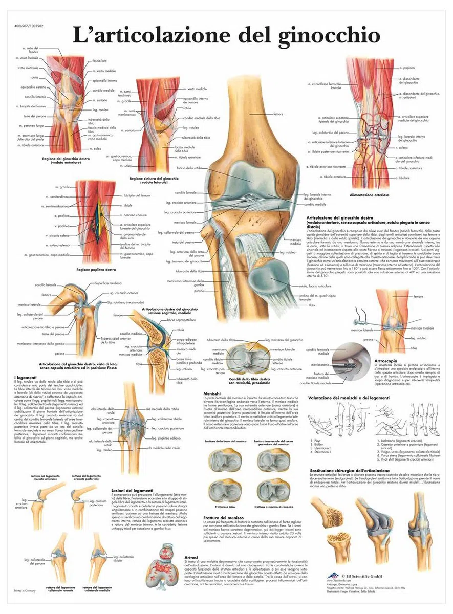 3B Scientific – Laminato Articolazione del Ginocchio Poster – Anatomia & Patologia – Poster Protetto da UV e Polvere per Studio, Insegnamento e Cliniche