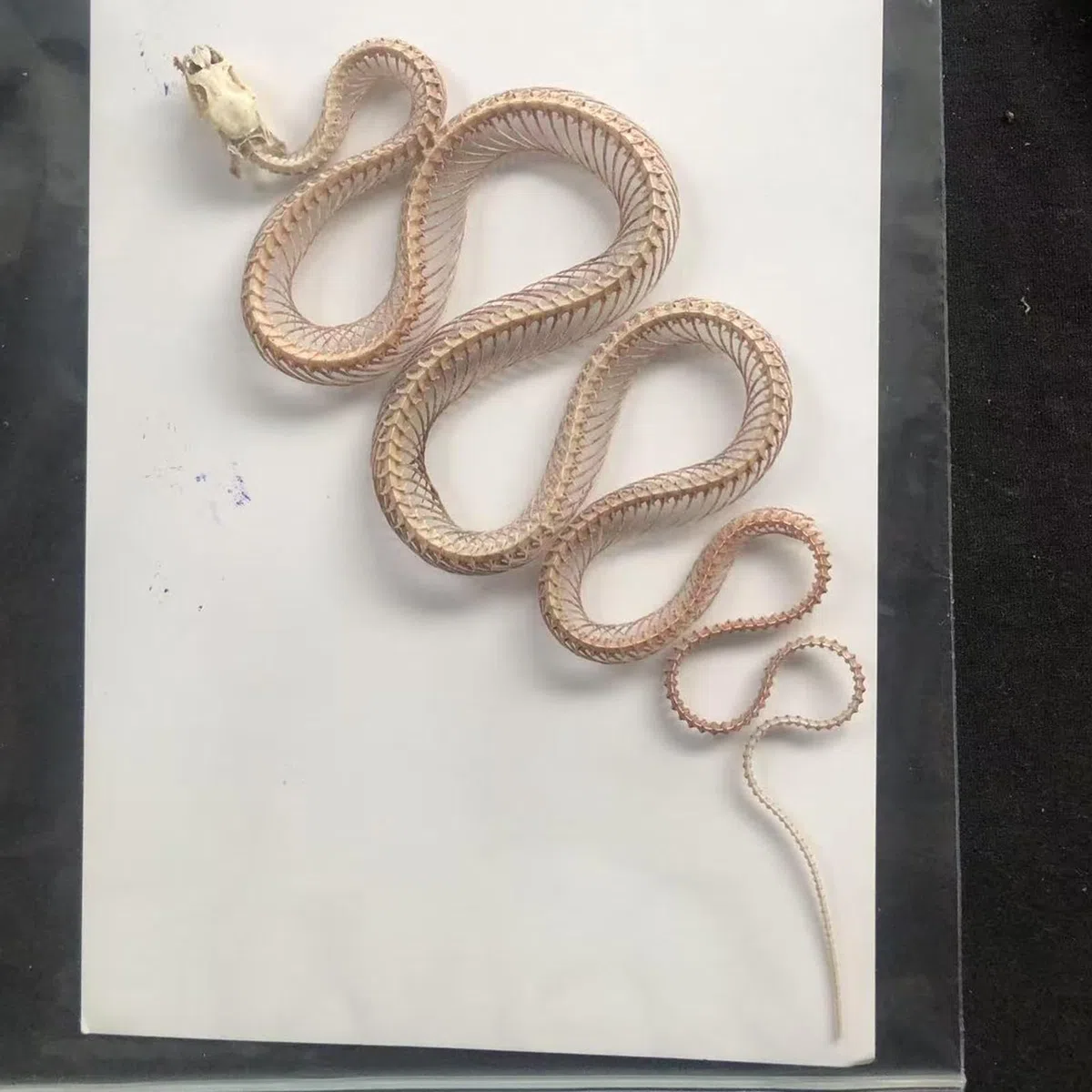 Modello di Scheletro di Serpente - tassidermia Vero Esemplare di Scheletro di Serpente - Forniture per tassidermia per l'educazione scientifica, Regali di Natale, Regalo Speciale