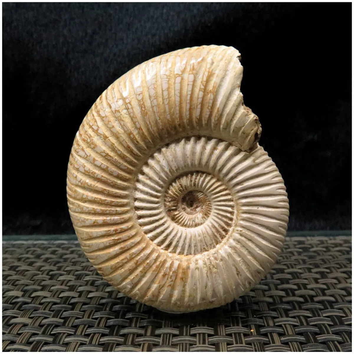 Fossili di ammonite - Esemplare naturale di fossili di paleontologia - Spirale di ammonite ?Artigianato Atural per collezioni fossili e scopi educativi (con base)