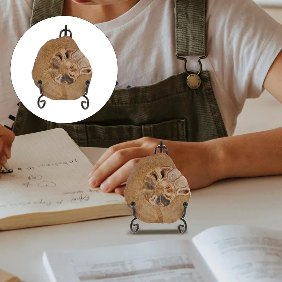 Gatuida Fossile Di Ammonite Con Supporto: Campione Di Pietra Fossile Di Ammonite Naturale Campione Di Conchiglia Da Collezione Sottobicchiere Disco Artistico Minerali Di Ammonite Modello
