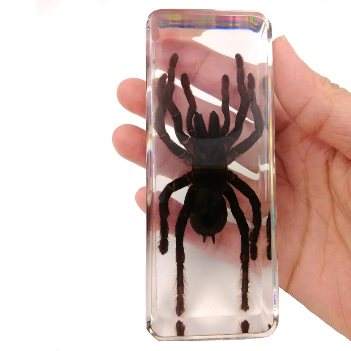 DRXRD Esemplare di Ragno in Resina, Tassidermia di Vera Tarantola ad Alta Trasparenza, Amber Spider Home Decor, per L'aula di Scienze e la Collezione