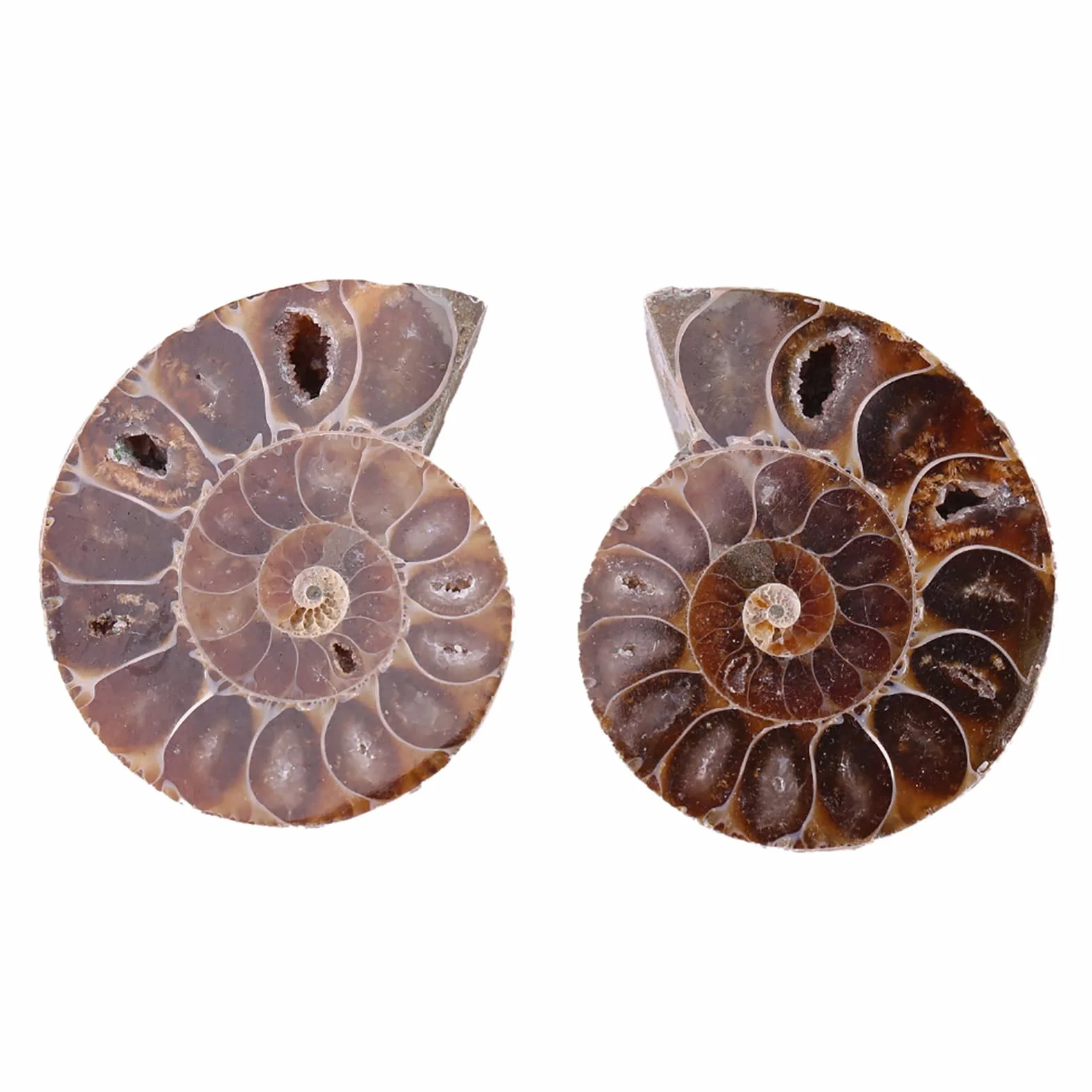 2 Campioni Fossili di Ammonite, Conchiglia Fossile di Ammonite Naturale del Madagascar(4cm/1.57inch)