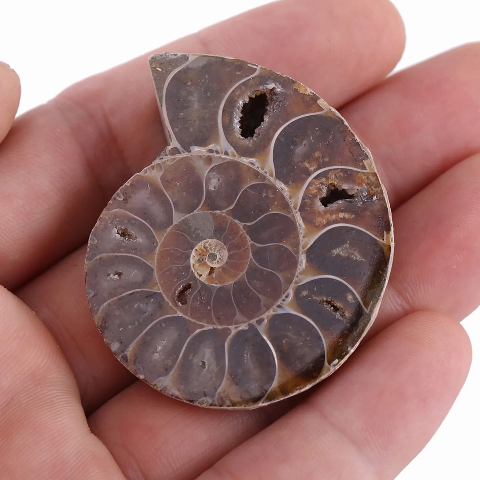 2 Campioni Fossili di Ammonite, Conchiglia Fossile di Ammonite Naturale del Madagascar(4cm/1.57inch)