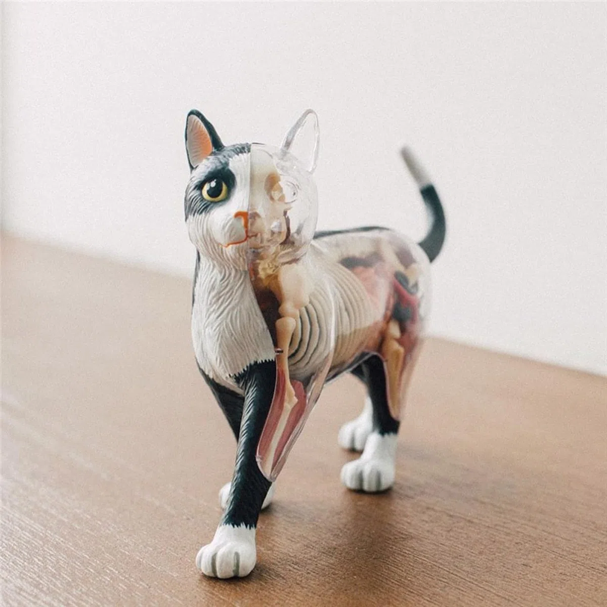 Orano Animale Anatomia Modello 4D Informazioni Gatti Compilazione Insegnamento Giocattolo Anatomia Modello Medico Insegnamento Forniture Per Bambini