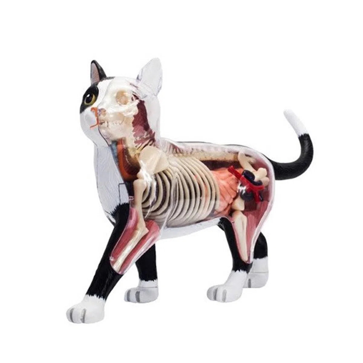 Orano Animale Anatomia Modello 4D Informazioni Gatti Compilazione Insegnamento Giocattolo Anatomia Modello Medico Insegnamento Forniture Per Bambini