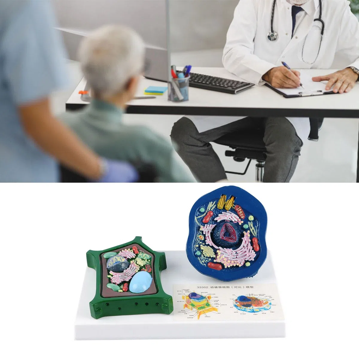 Modello anatomico di cellule vegetali animali con parti staccabili in aula di biologia che insegna modello di cellule animali e vegetali per il confronto della struttura del laboratorio