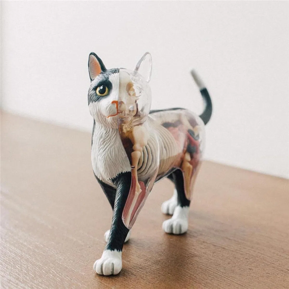 Generico Modello di Anatomia del Gatto con Visione 4D, 28 Parti per dimostrazione didattica Animale Modello di Anatomia del Gatto, Strumento di Formazione veterinaria per dimostrazione