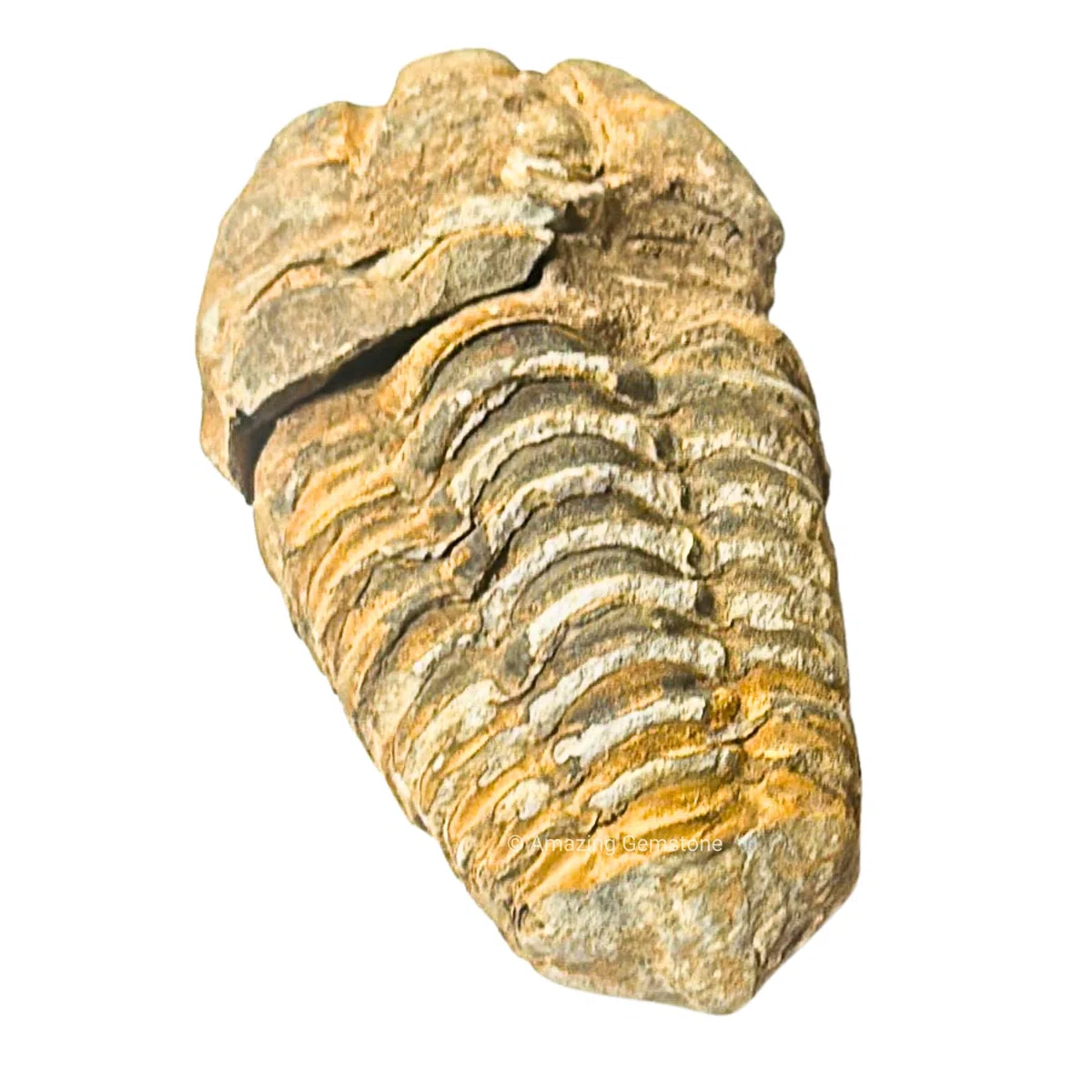 Trilobite Fossil - Trilobite fossili autentici da 3,8 cm dal Marocco, autentico esemplare di trilobite da collezionista di fossili – pezzo di trilobite antico di alta qualità da museo