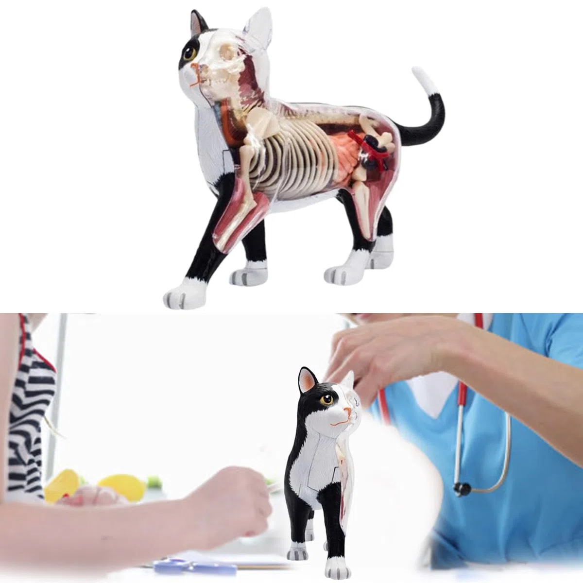 Orano Animale Anatomia Modello 4D Informazioni Gatti Compilazione Insegnamento Giocattolo Anatomia Modello Medico Insegnamento Forniture Per Bambini