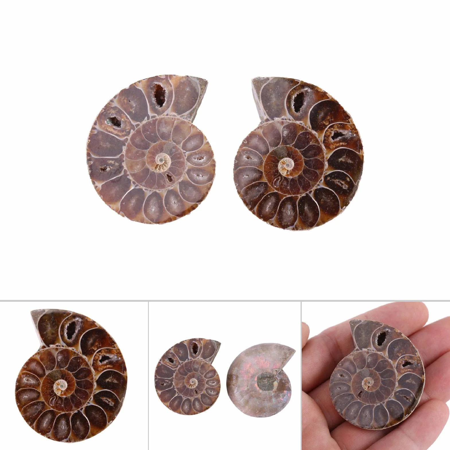 2 Campioni Fossili di Ammonite, Conchiglia Fossile di Ammonite Naturale del Madagascar(4cm/1.57inch)