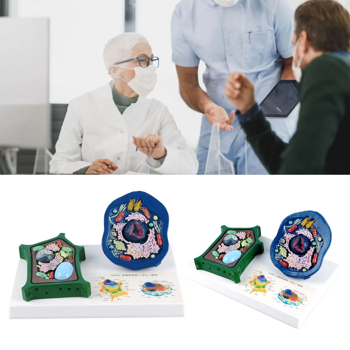 Modello anatomico di cellule vegetali animali con parti staccabili in aula di biologia che insegna modello di cellule animali e vegetali per il confronto della struttura del laboratorio