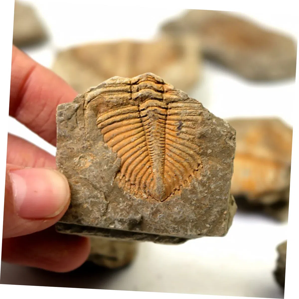 Garneck Campione di Trilobite Naturale 2 Pezzi, Ornamento da Scrivania Educativo per Ragazzo Ragazza, Materiale Didattico Paleontologico per Collezione e Decorazione Casa