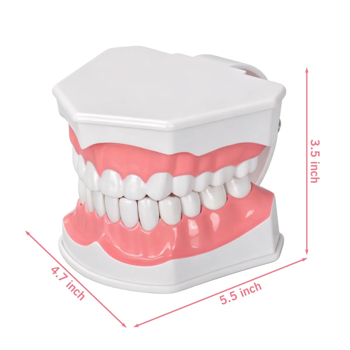 Ultrassist, modello dentale ideale per spazzolare i denti dentali per bambini, 2 volte ingrandire, include spazzolino per studio anatomico dei denti dentali, educazione orale