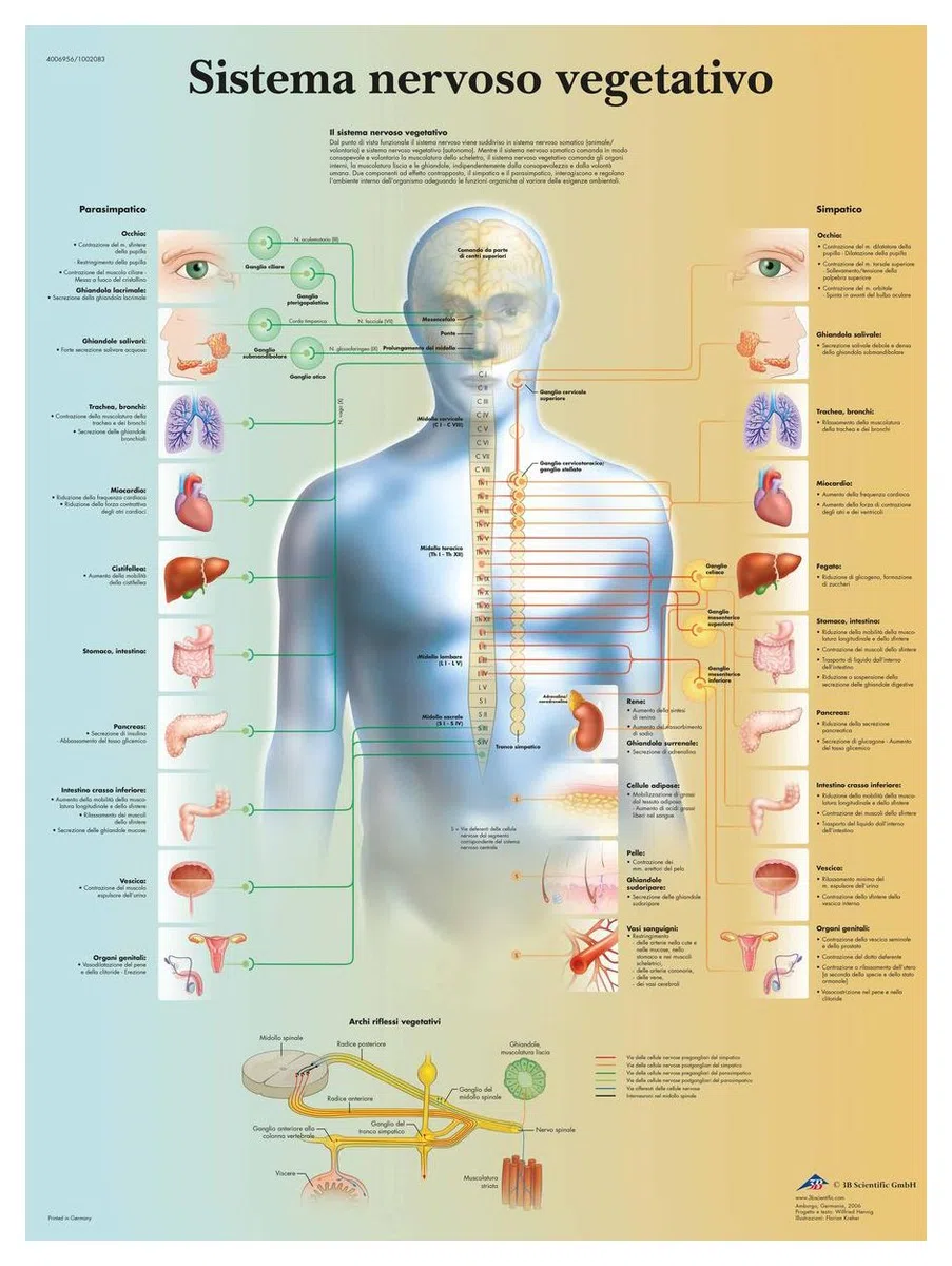 3B Scientific – Laminato Sistema Nervoso Autonomo Poster – Poster di Anatomia Protetto da UV e Polvere per Studio, Insegnamento e Cliniche