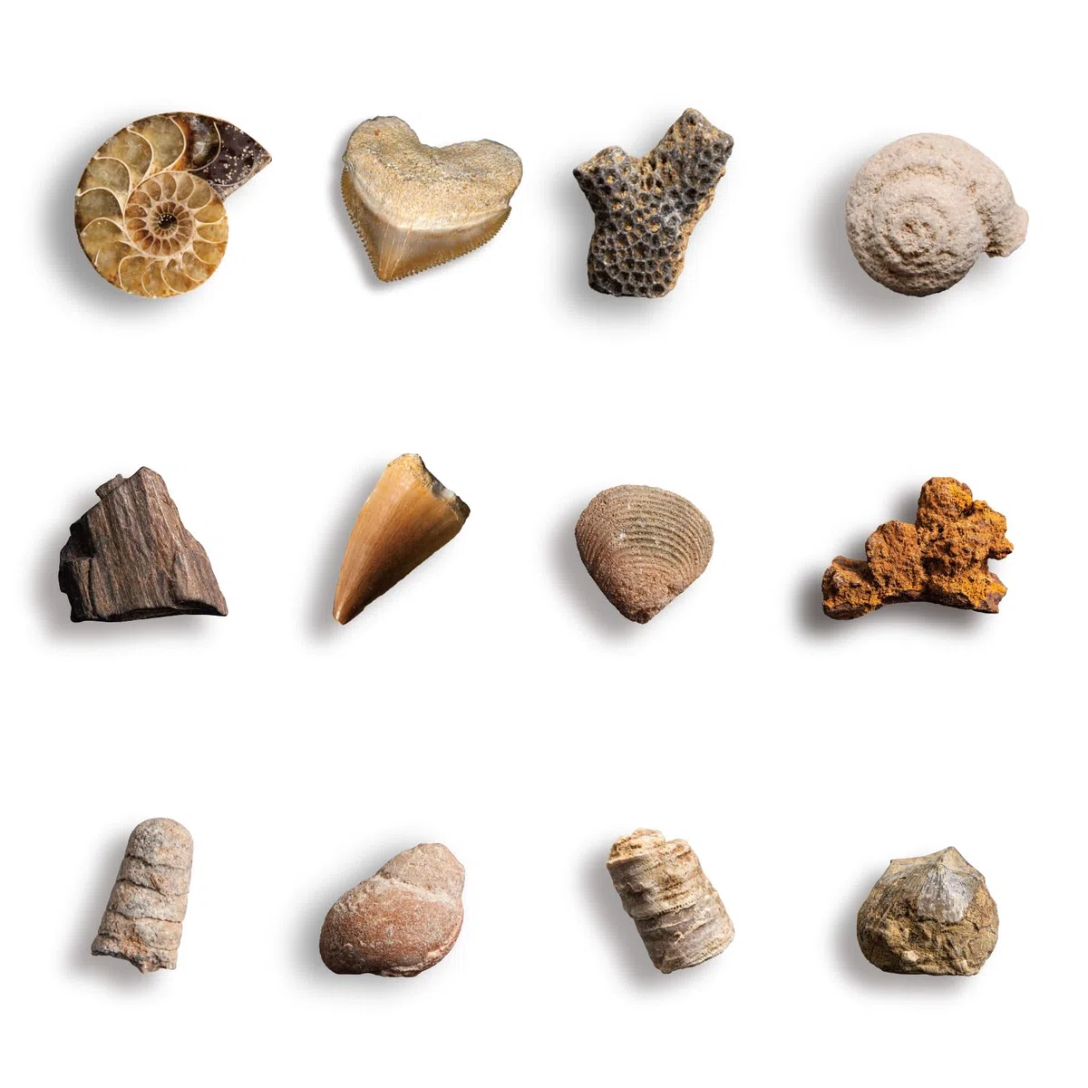 Byncceh Kit Scavo Fossili Bambini con 12 Fossili Veri – Gioco Scientifico STEM Educativo con Martello & Scalpello – Set Paleontologia Bambini 6-12 Anni – Regalo Didattico Senza Schermo