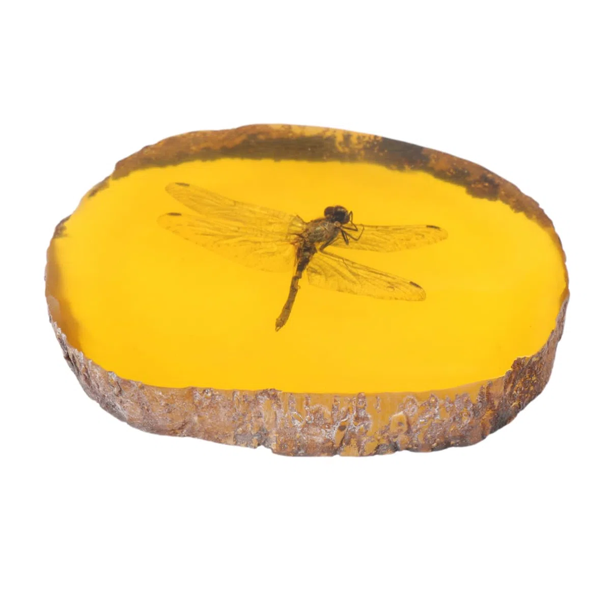 GLEAVI 1 Pc Ciondolo fossile di Pietra di Pendente Esemplare di Ambra di Pietre fossile di di Ornamento in Pietra ambrata nellambra Domestico Accessori Geco Esemplare di Farfalla Campione