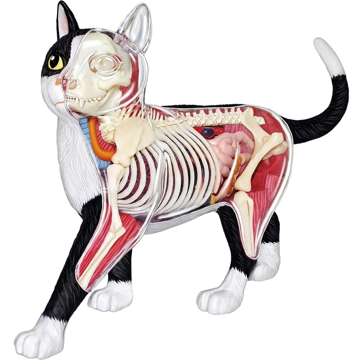 Generico Modello di Anatomia del Gatto con Visione 4D, 28 Parti per dimostrazione didattica Animale Modello di Anatomia del Gatto, Strumento di Formazione veterinaria per dimostrazione