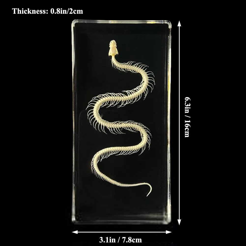 Esemplare di scheletro completo di vero animale in acrilico per l'educazione scientifica, ottimo regalo per gli appassionati di tassidermia (Color : Snake)