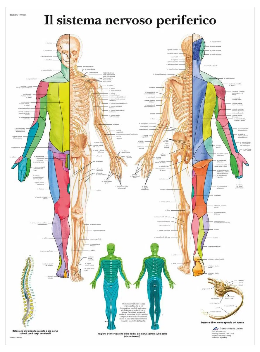 3B Scientific – Laminato Sistema Nervoso Periferico Poster – Poster di Anatomia Protetto da UV e Polvere per Studio, Insegnamento e Cliniche