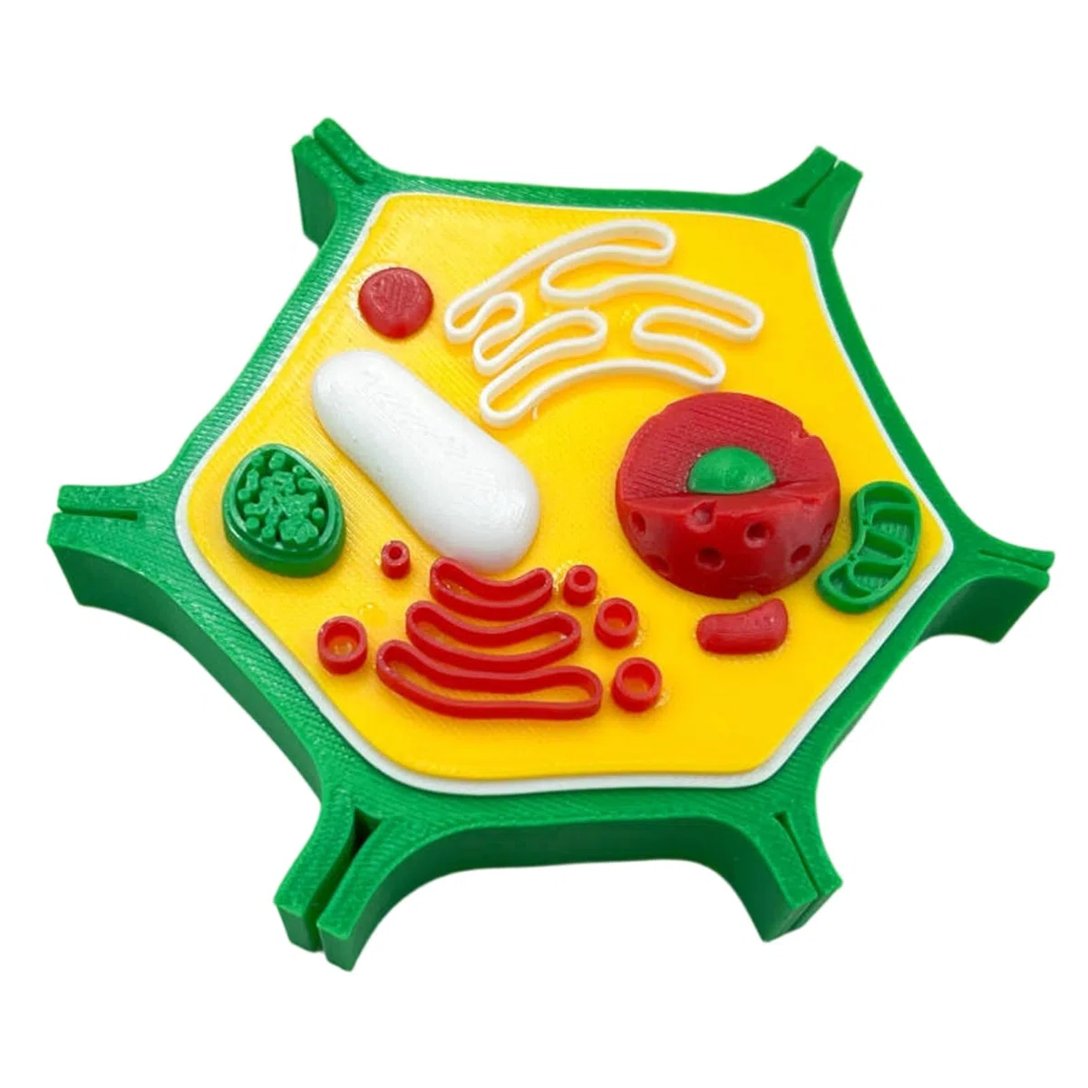 Modello anatomico di cellule animali e vegetali Biologia Aiuto didattico per dimostrazione didattica in classe Modello cellulare animale ingrandito