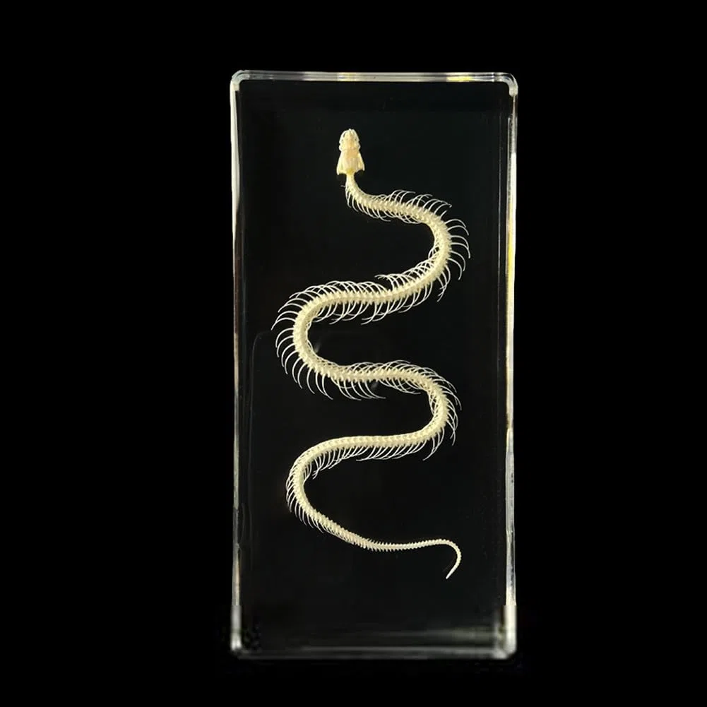 Esemplare di scheletro completo di vero animale in acrilico per l'educazione scientifica, ottimo regalo per gli appassionati di tassidermia (Color : Snake)