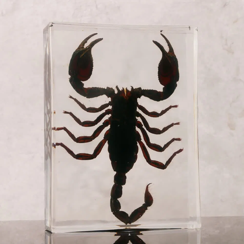 Insetto Reale Asia Black Scorpion Esemplare in Resina, Collezione di Tassidermy Animale per L'educazione della Scienza