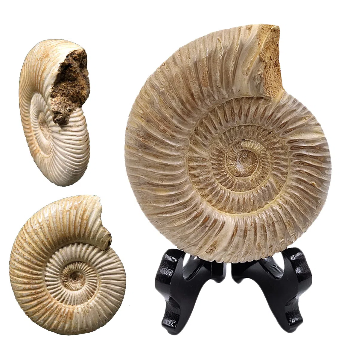 Fossili di ammonite - Esemplare naturale di fossili di paleontologia - Spirale di ammonite ?Artigianato Atural per collezioni fossili e scopi educativi (con base)