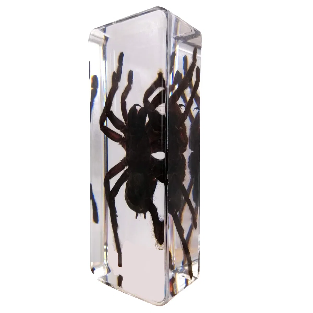DRXRD Esemplare di Ragno in Resina, Tassidermia di Vera Tarantola ad Alta Trasparenza, Amber Spider Home Decor, per L'aula di Scienze e la Collezione