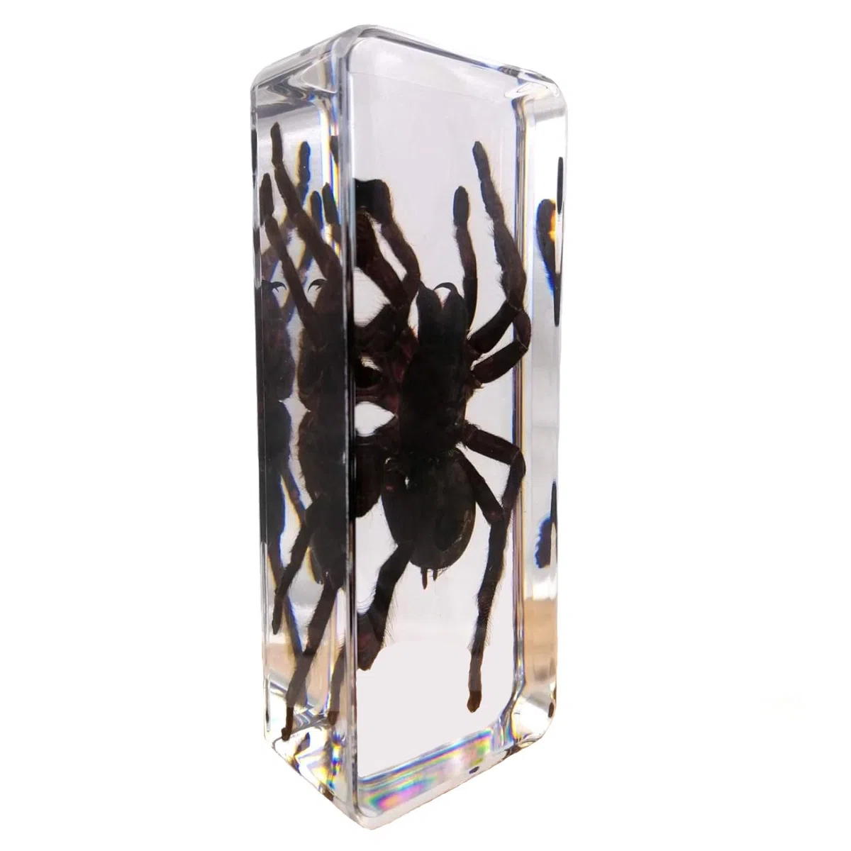 DRXRD Esemplare di Ragno in Resina, Tassidermia di Vera Tarantola ad Alta Trasparenza, Amber Spider Home Decor, per L'aula di Scienze e la Collezione