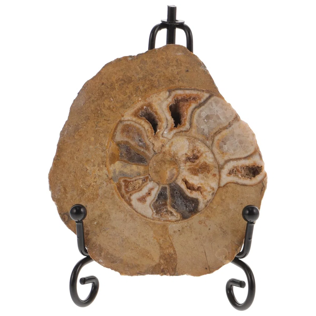Gatuida Fossile Di Ammonite Con Supporto: Campione Di Pietra Fossile Di Ammonite Naturale Campione Di Conchiglia Da Collezione Sottobicchiere Disco Artistico Minerali Di Ammonite Modello