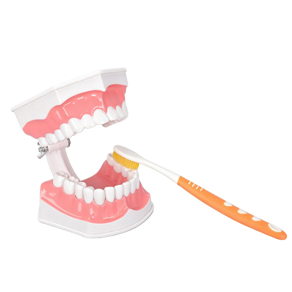 Ultrassist, modello dentale ideale per spazzolare i denti dentali per bambini, 2 volte ingrandire, include spazzolino per studio anatomico dei denti dentali, educazione orale