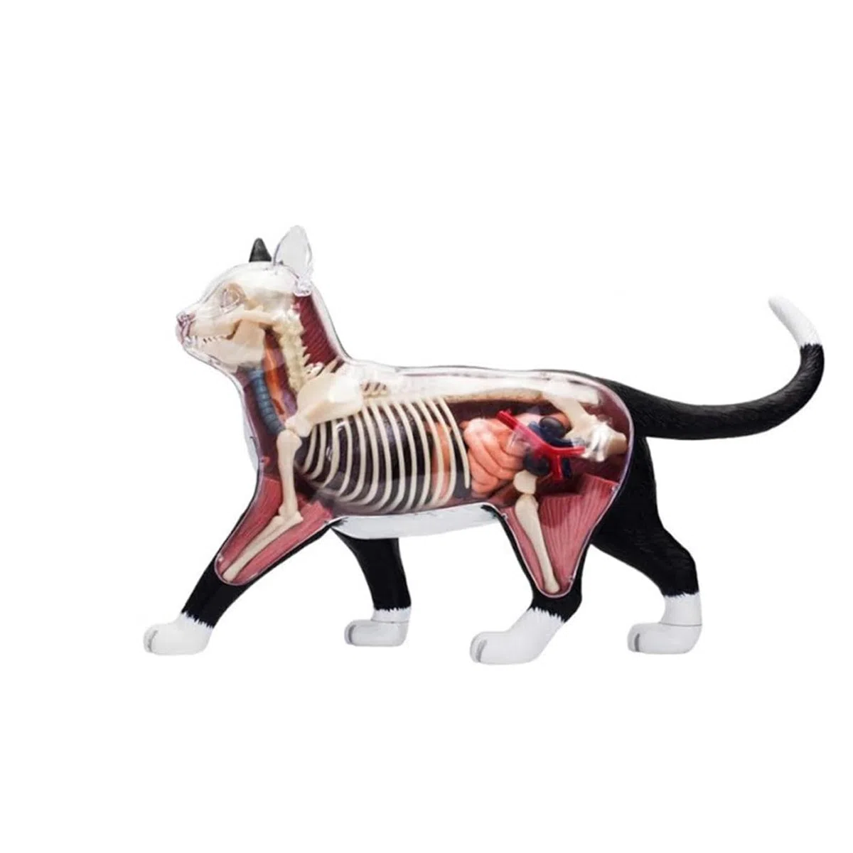 Generico Modello di Anatomia del Gatto con Visione 4D, 28 Parti per dimostrazione didattica Animale Modello di Anatomia del Gatto, Strumento di Formazione veterinaria per dimostrazione