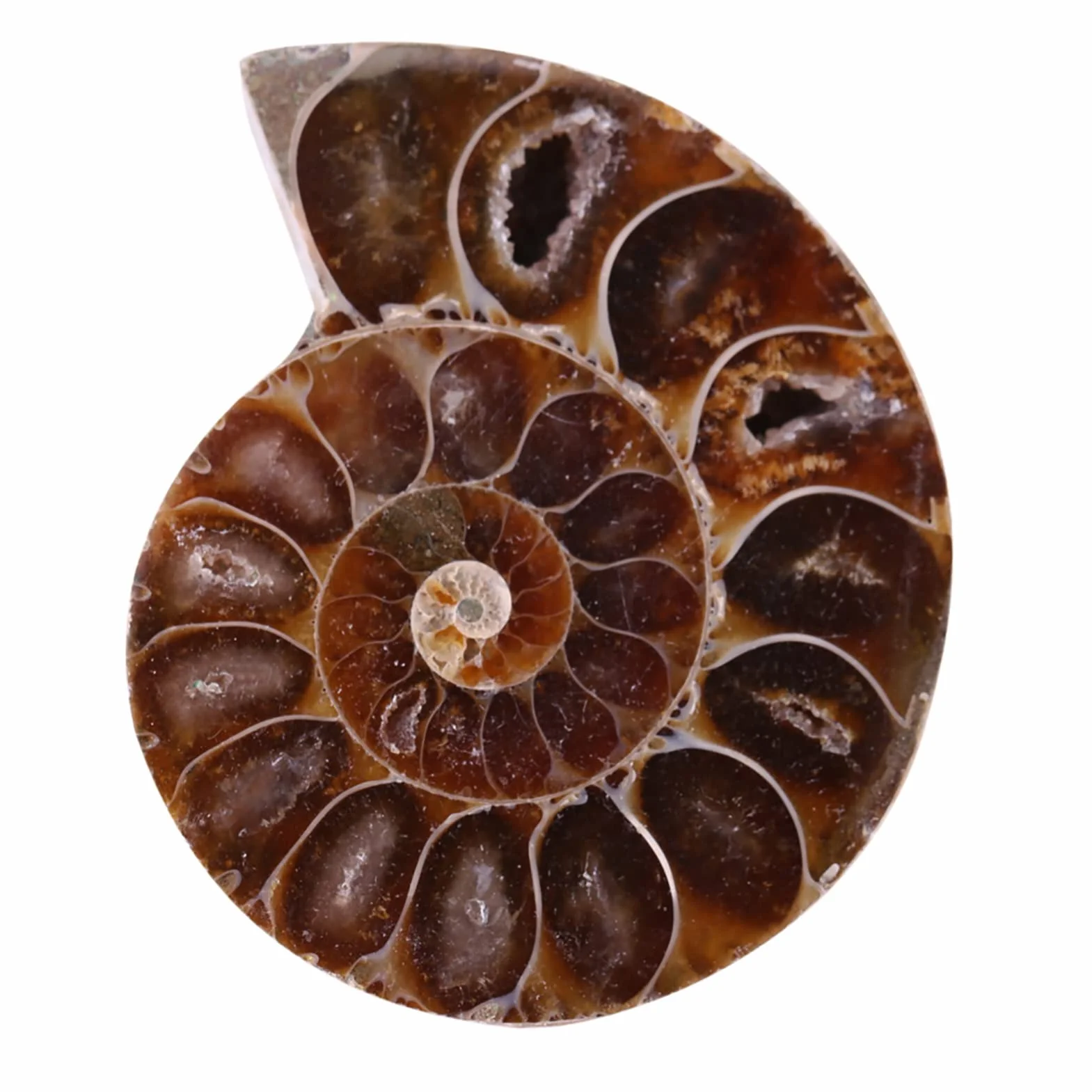 2 Campioni Fossili di Ammonite, Conchiglia Fossile di Ammonite Naturale del Madagascar(4cm/1.57inch)