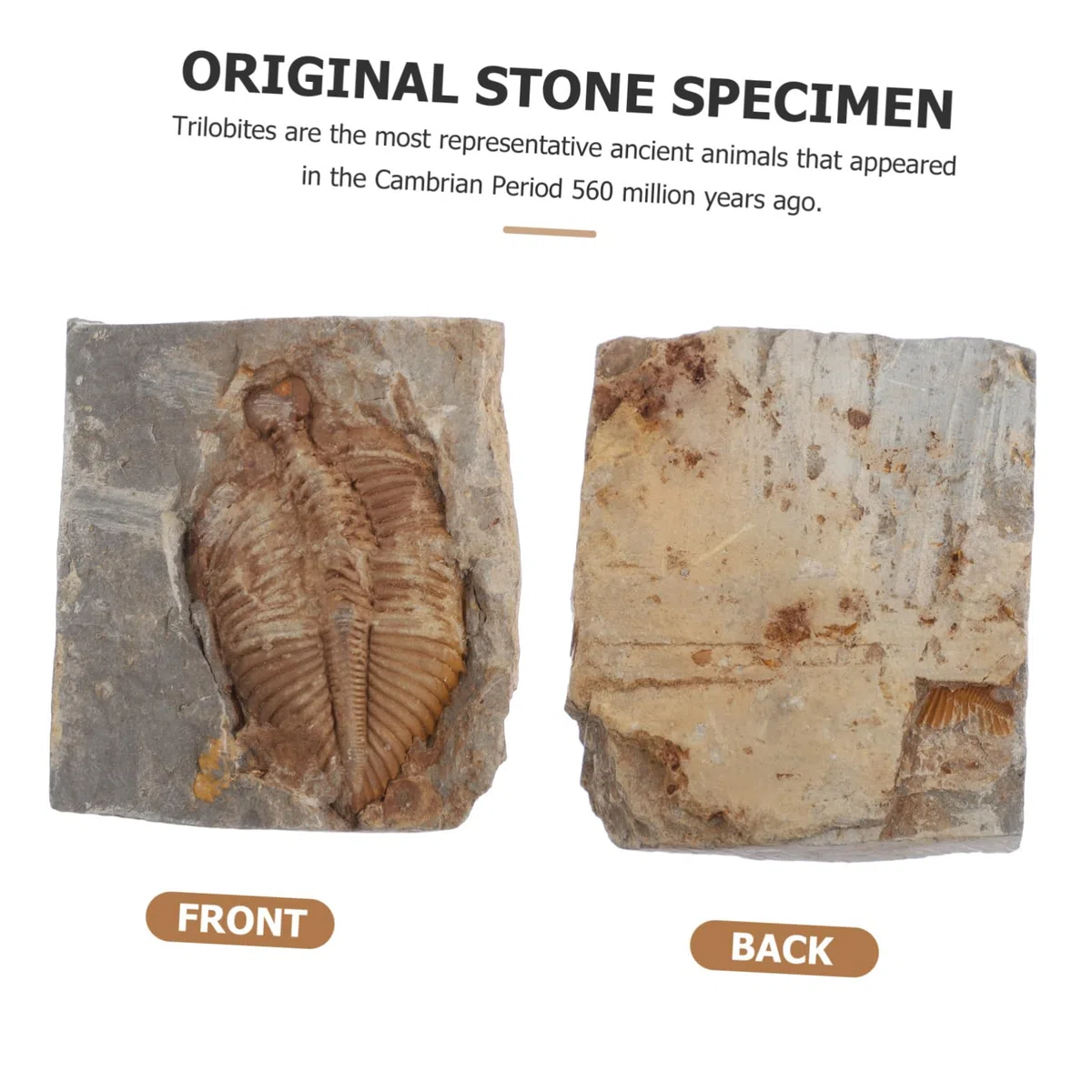 Fossile Trilobite Autentico Specimen di Paleontologia per Ragazzo Ragazza e Adolescenti, Giocattolo Educativo e Decorazione da Scrivania per Ufficio o Dormitorio