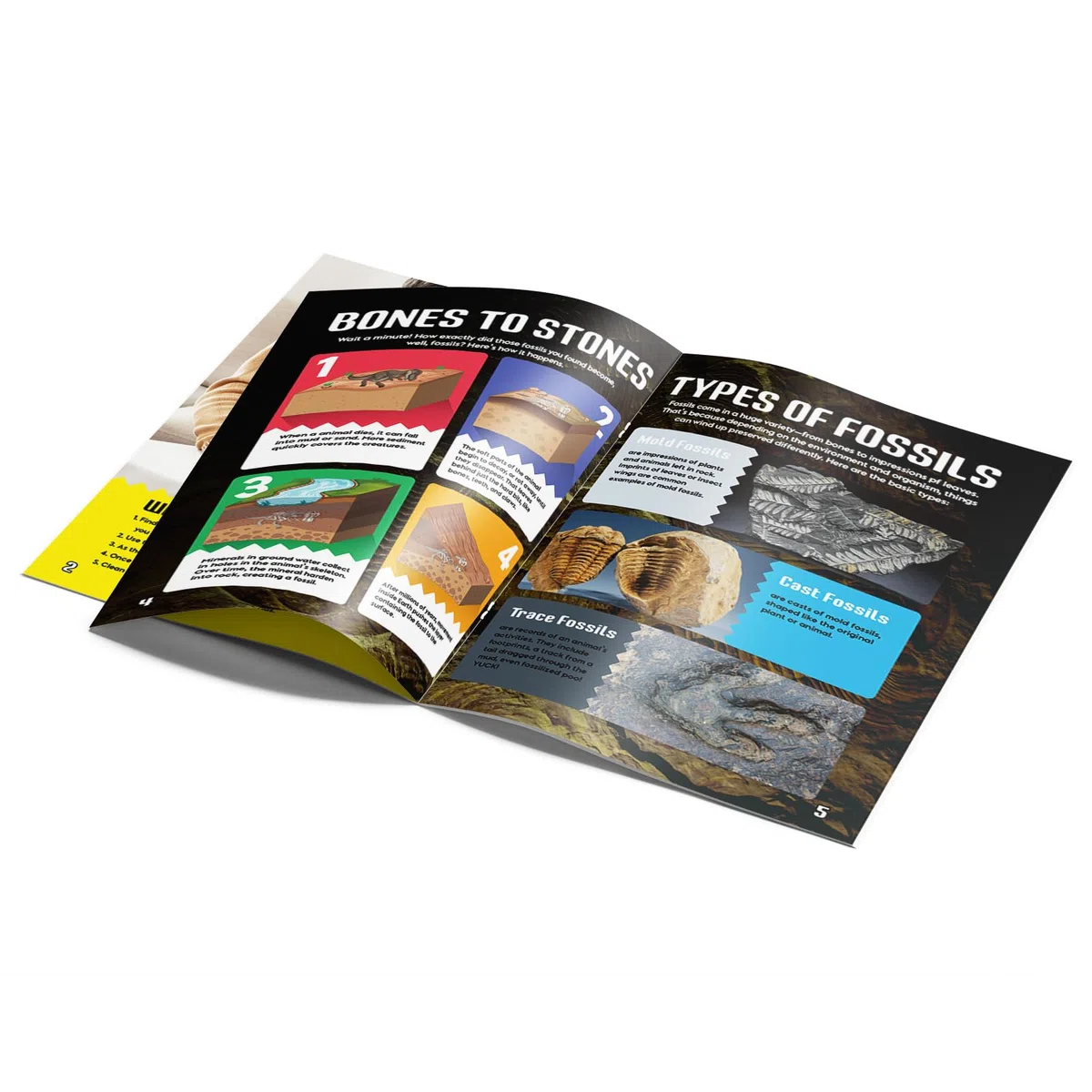 Byncceh Kit Scavo Fossili Bambini con 12 Fossili Veri – Gioco Scientifico STEM Educativo con Martello & Scalpello – Set Paleontologia Bambini 6-12 Anni – Regalo Didattico Senza Schermo