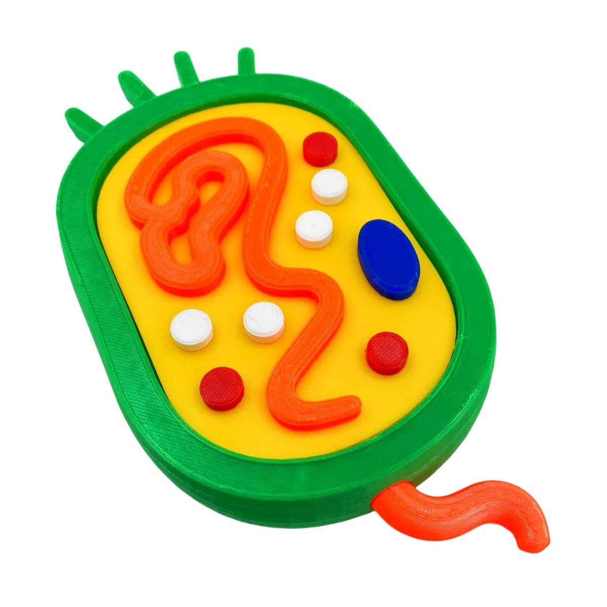 Modello anatomico di cellule animali e vegetali Biologia Aiuto didattico per dimostrazione didattica in classe Modello cellulare animale ingrandito