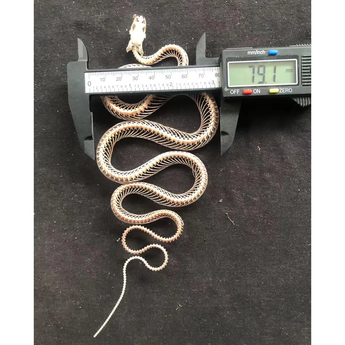 Modello di Scheletro di Serpente - tassidermia Vero Esemplare di Scheletro di Serpente - Forniture per tassidermia per l'educazione scientifica, Regali di Natale, Regalo Speciale
