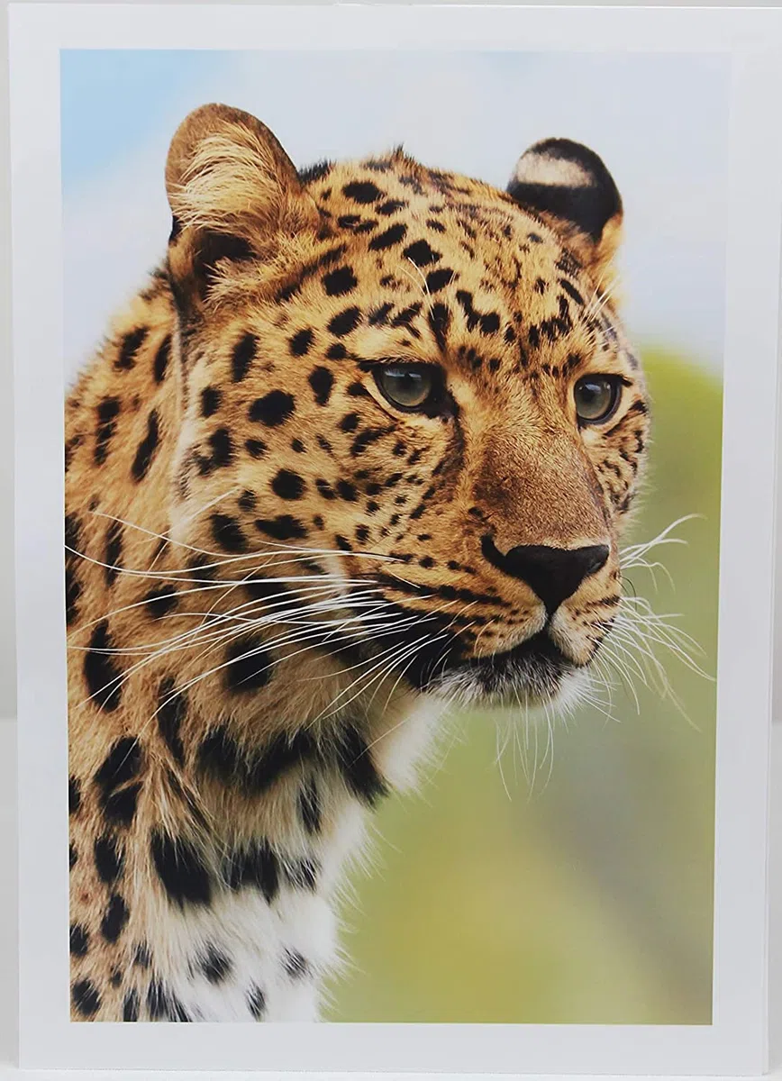 PPD A3 50 Fogli 180g Carta Fotografica Lucida Per Stampanti A Getto D'Inchiostro Inkjet - PPD-41-50