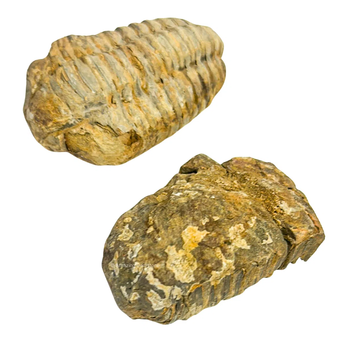 Trilobite Fossil - Trilobite fossili autentici da 3,8 cm dal Marocco, autentico esemplare di trilobite da collezionista di fossili – pezzo di trilobite antico di alta qualità da museo