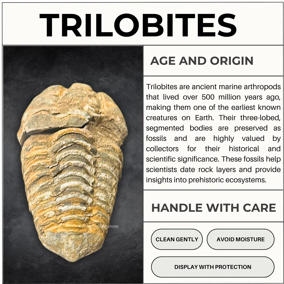 Trilobite Fossil - Trilobite fossili autentici da 3,8 cm dal Marocco, autentico esemplare di trilobite da collezionista di fossili – pezzo di trilobite antico di alta qualità da museo