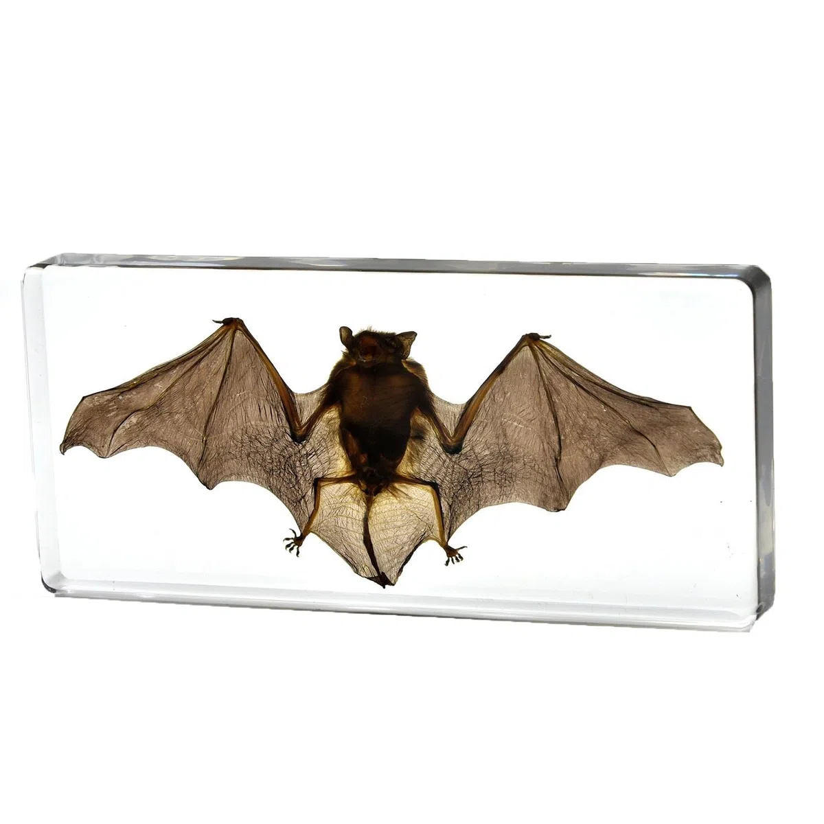 Veri esemplari di Pipistrelli, Esemplare di Pipistrello tassidermy in Resina per l'educazione scientifica in Classe scientifica, biologia, Collezioni, Appassionati di studi sugli Animali, stranezze e